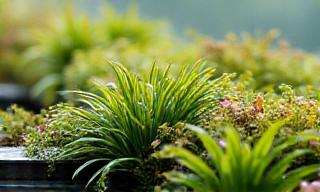 Green Roofing Living Roofs Stormwater Management